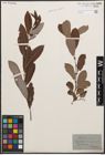 Foto von Salix cinerea L.